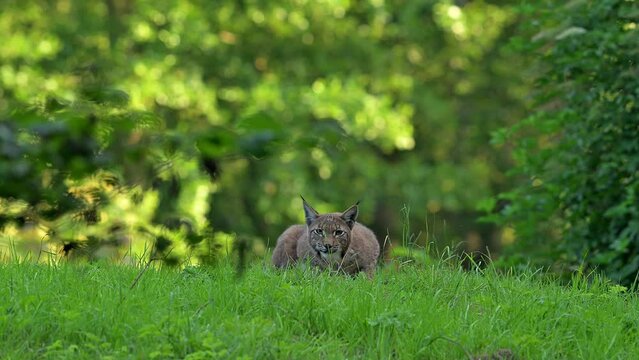 Eurasian lynx (Lynx lynx) two juveniles play fighting in meadow at forest edge