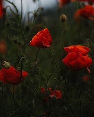Obraz premium Der Mohn von seiner schönsten Seite 