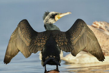 Kormoran