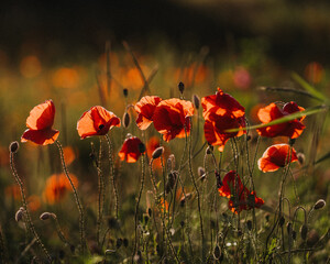 Obraz premium Der Mohn von seiner schönsten Seite 