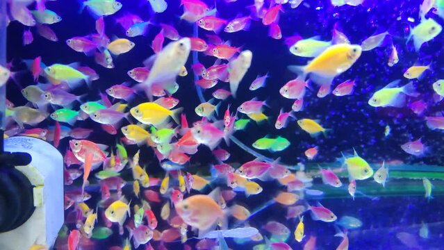 Glofish fish are known as zebrafish which originate from the Southeast Himalayan region and have many varied solid colors, such as bright red, blue, green, yellow, pink and purple.