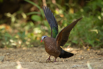 Asian Emerald Dove perched on the forest floor and flapping it wings