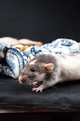 Dumbo pet rat