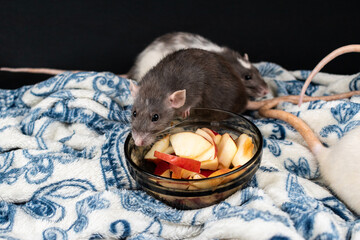 Dumbo pet rat