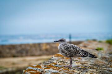 Bird on a wall in Peniche Portugal