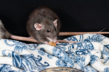 Dumbo pet rat