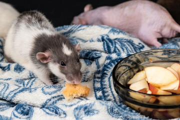 Dumbo pet rat