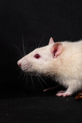 Albino pet rat