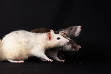 Pet rats on black background
