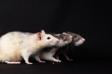 Pet rats on black background