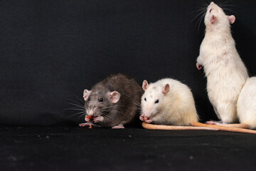 Pet rats on black background