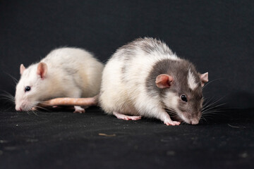 Pet rats on black background