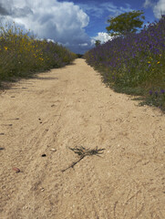 The beauty of crossing a flowery path