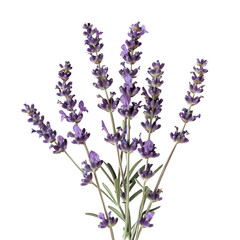 Obraz premium High-quality image of fresh lavender flowers in full bloom, showcasing their vibrant purple hues against a white background.