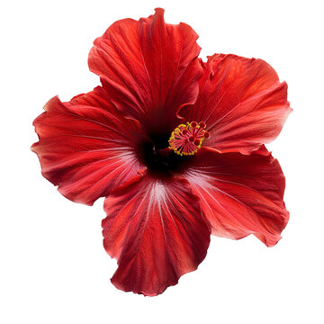 Bright red hibiscus flower in full bloom isolated on white background, showcasing vibrant petals and intricate details.