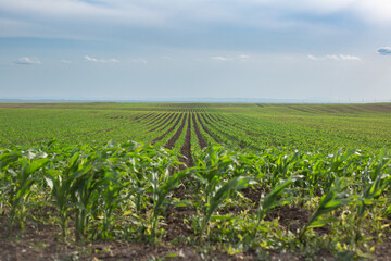 Green plantations grow in the field. Vegetable rows. Farming, agriculture. Landscape with agricultural land.