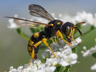 Wasp (Cerceris sp.)