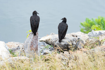 Two, American black vulture, Coragyps atratus, sitting on rocks near a river.