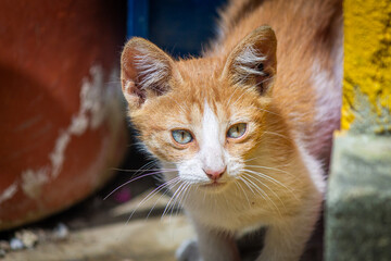 Orange kitten getting closer, looks at the place.