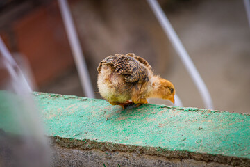 Nice baby chick looking down, where to go, cute baby chicken baby