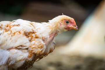 Chicken stopped, farm chicken, nature photo