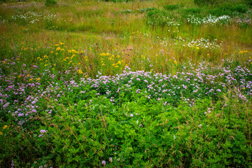 Fields of flowers by the ocean