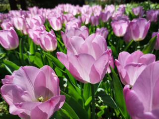light purple petals of tulips. Flowering. Spring flowers bloom