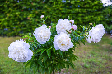 Beautiful view of a garden with a blooming bush of white peonies on a summer day. 