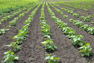 Common beans grow in open ground