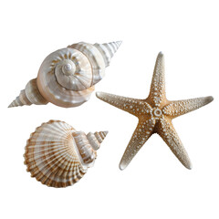 A seashell, a starfish, and a clam shell isolated on a transparent background png.