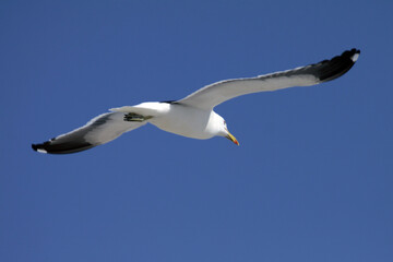 

Beautiful seagull