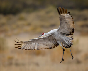 Sandhill Crane Landing at Bosque del Apache