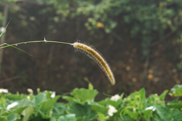 Napier grass flower close up shot