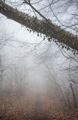 Fototapeta premium The forest in a fog.