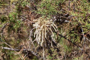 Inflorescence of a Tamarix canariensis tree