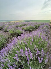 Obraz premium Lavender field