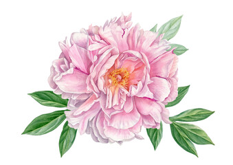 Obraz premium Watercolour painting pink peony flower. Beautiful pink petals in watercolour technique. Use Pink peony flower as postcard, poster, print, invitation, label, illustration. Botanical illustration.
