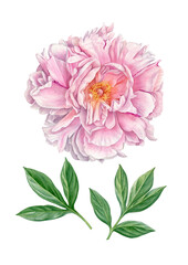 Watercolour painting pink peony flower. Beautiful pink petals in watercolour technique. Use Pink peony flower as postcard, poster, print, invitation, label, illustration. Botanical illustration.