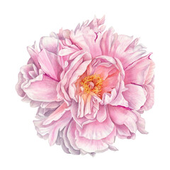 Watercolour painting pink peony flower. Beautiful pink petals in watercolour technique. Use Pink peony flower as postcard, poster, print, invitation, label, illustration. Botanical illustration. © daria