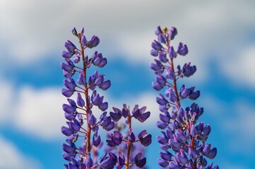 Obraz premium Lupine branches against blue sky background