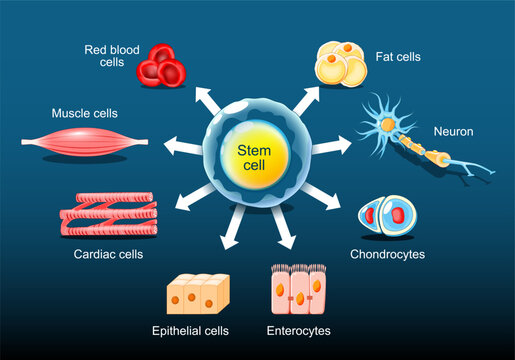 Stem cells Differentiation