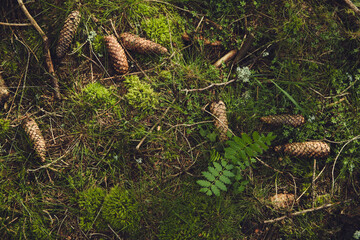 Waldboden mit Zapfen und Moose