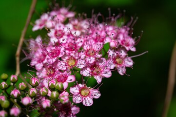 blooming pink Japanese meadowsweet in the botanical garden