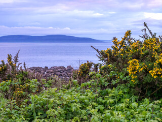 Gorse flowering on the coast in County Galway, Ireland