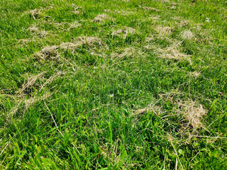 Fresh Spring Meadow. A sunlit meadow with a mix of lush green grass and scattered dry hay, embodying the essence of early spring.