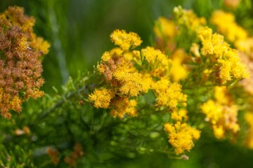 Flowers of a Schizogyne glaberrima plant