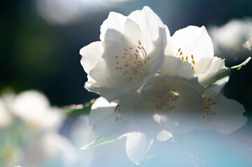 Obraz premium Philadelphus lewisii, Lewis's Mock-orange, fragrant white flowers