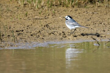 Small Motacilla alba in the lagoons of Villafafila, Zamora, Castilla y Lyon, Spain