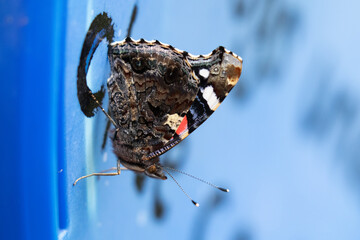 Butterfly on graffiti 