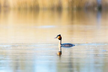 Podiceps cristatus in the Duero River. Riberas de Castronuno Natural Park